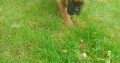 Boxer