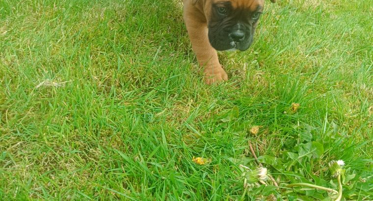 Boxer