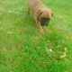 Boxer