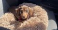 Miniature Dachshund in Kildare – Playful Puppy