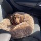 Miniature Dachshund in Kildare – Playful Puppy