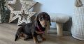 Miniature Dachshund in Kildare – Playful Puppy