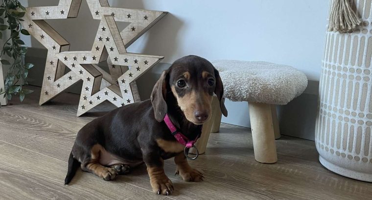 Miniature Dachshund in Kildare – Playful Puppy