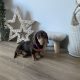 Miniature Dachshund in Kildare – Playful Puppy