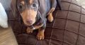 Miniature Dachshund in Kildare – Playful Puppy