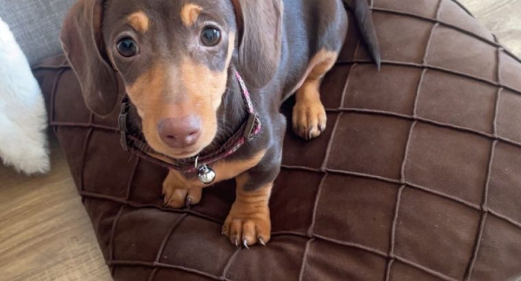 Miniature Dachshund in Kildare – Playful Puppy