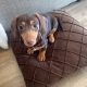 Miniature Dachshund in Kildare – Playful Puppy