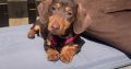 Miniature Dachshund in Kildare – Playful Puppy