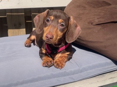 Miniature Dachshund in Kildare – Playful Puppy