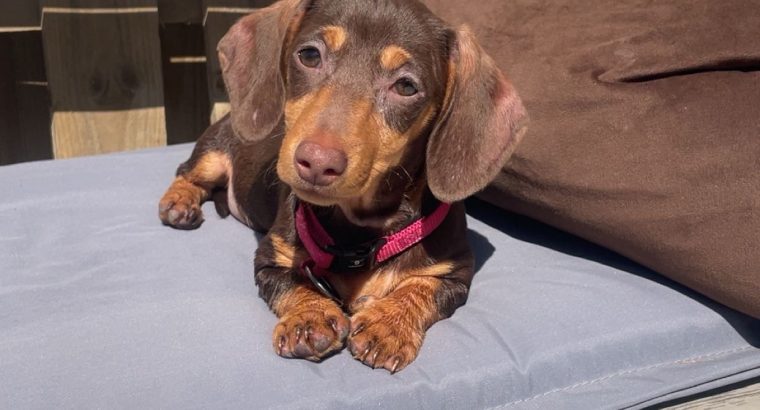 Miniature Dachshund in Kildare – Playful Puppy