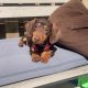 Miniature Dachshund in Kildare – Playful Puppy