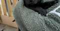 Labrador Puppies