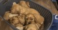 Cocker Spaniel Puppies in Laois – IKC Registered