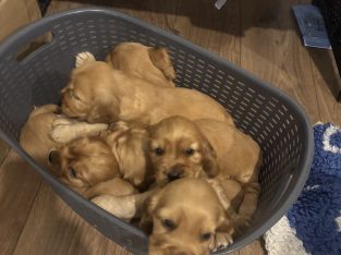 Cocker Spaniel Puppies in Laois