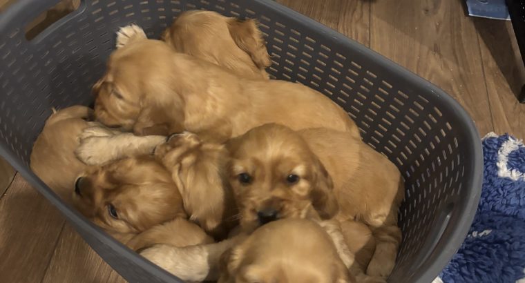 Cocker Spaniel Puppies in Laois – IKC Registered