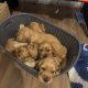 Cocker Spaniel Puppies in Laois – IKC Registered