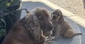 Cocker Spaniel Puppies in Laois – IKC Registered