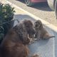 Cocker Spaniel Puppies in Laois – IKC Registered