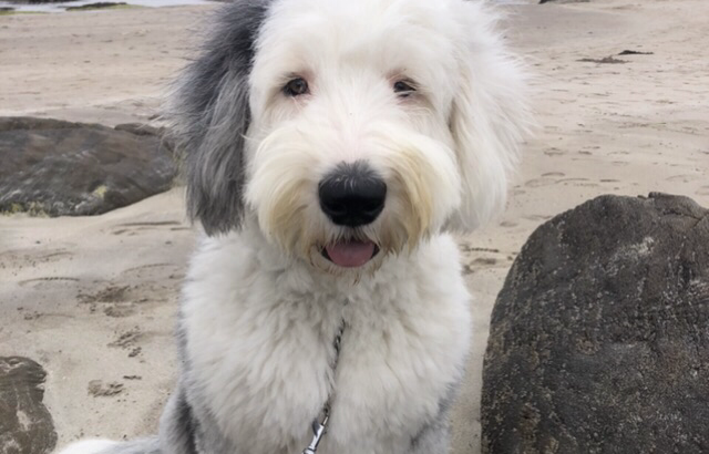 IKC Registered Old English Sheepdog Pups