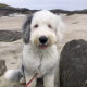 IKC Registered Old English Sheepdog Pups
