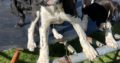 Boxer/Dalmatian Puppies for Sale in Kinsale