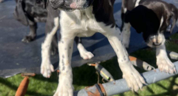 Boxer/Dalmatian Puppies for Sale in Kinsale