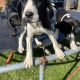 Boxer/Dalmatian Puppies for Sale in Kinsale