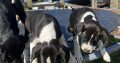 Boxer/Dalmatian Puppies for Sale in Kinsale