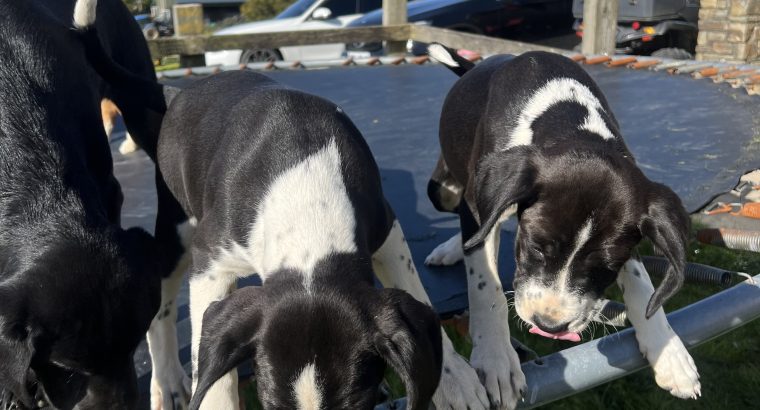 Boxer/Dalmatian Puppies for Sale in Kinsale