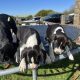 Boxer/Dalmatian Puppies for Sale in Kinsale