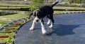 Boxer/Dalmatian Puppies for Sale in Kinsale