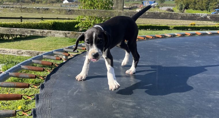 Boxer/Dalmatian Puppies for Sale in Kinsale