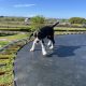 Boxer/Dalmatian Puppies for Sale in Kinsale
