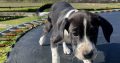 Boxer/Dalmatian Puppies for Sale in Kinsale
