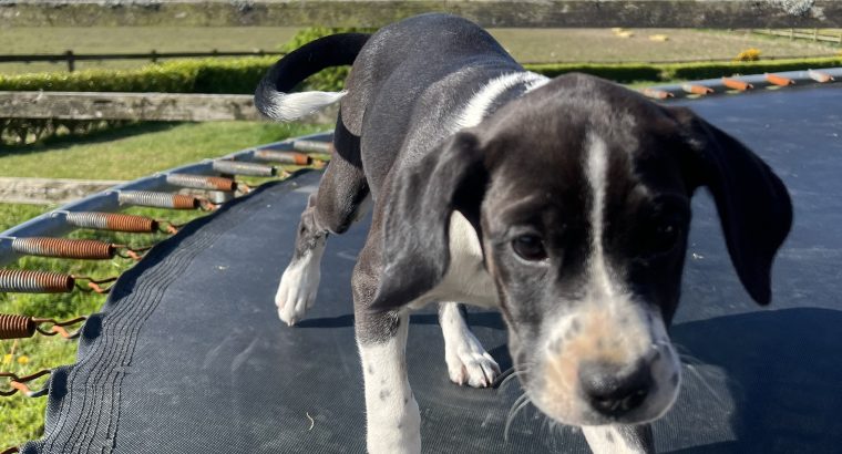 Boxer/Dalmatian Puppies for Sale in Kinsale