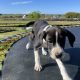 Boxer/Dalmatian Puppies for Sale in Kinsale