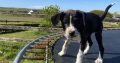 Boxer/Dalmatian Puppies for Sale in Kinsale