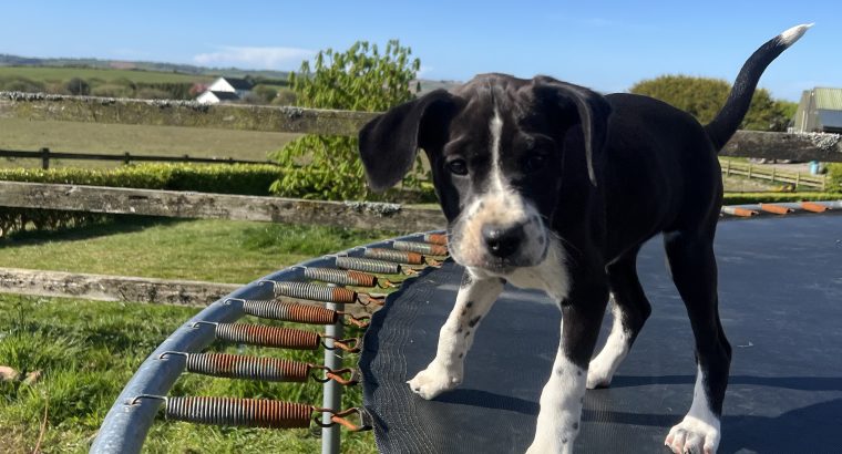 Boxer/Dalmatian Puppies for Sale in Kinsale