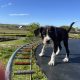 Boxer/Dalmatian Puppies for Sale in Kinsale