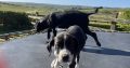 Boxer/Dalmatian Puppies for Sale in Kinsale