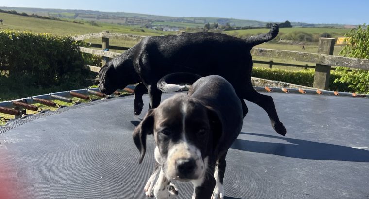 Boxer/Dalmatian Puppies for Sale in Kinsale