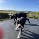 Boxer/Dalmatian Puppies for Sale in Kinsale