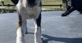 Boxer/Dalmatian Puppies for Sale in Kinsale