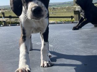 Boxer/Dalmatian Puppies for Sale in Kinsale