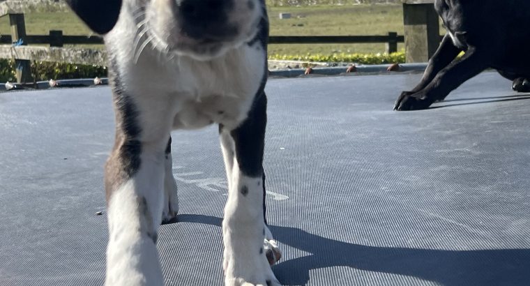 Boxer/Dalmatian Puppies for Sale in Kinsale