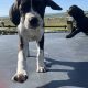 Boxer/Dalmatian Puppies for Sale in Kinsale
