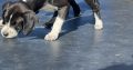 Boxer/Dalmatian Puppies for Sale in Kinsale