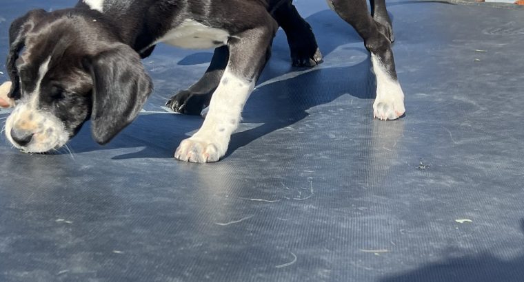 Boxer/Dalmatian Puppies for Sale in Kinsale
