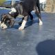 Boxer/Dalmatian Puppies for Sale in Kinsale