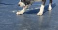 Boxer/Dalmatian Puppies for Sale in Kinsale